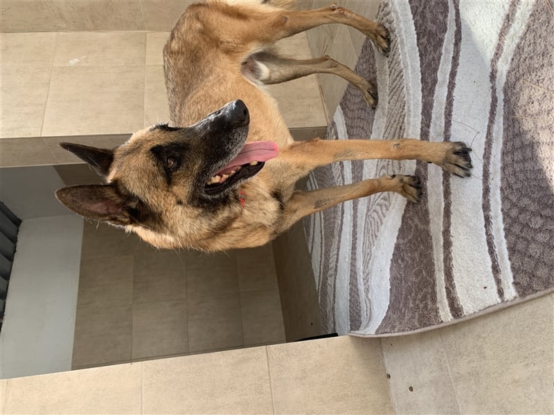 Schäferhund Mix MADDOX (4 Jahre) sucht eine Familie!