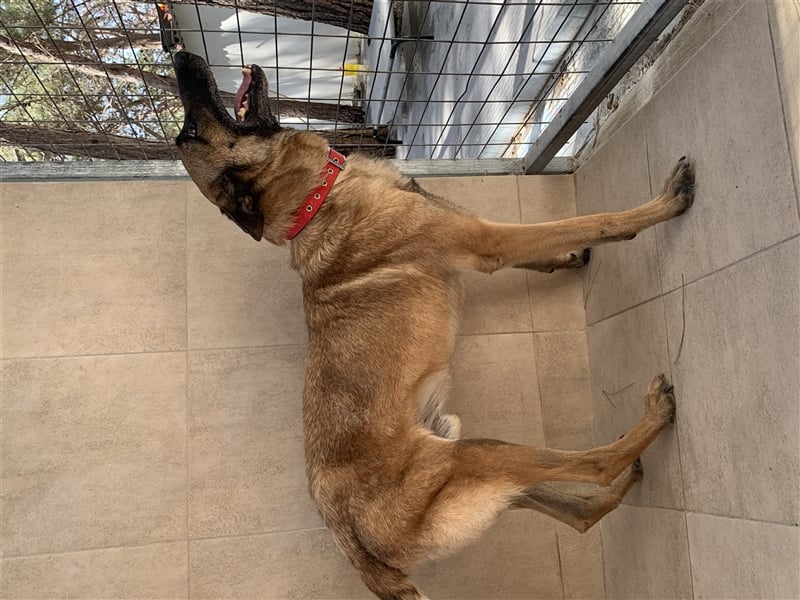 Schäferhund Mix MADDOX (4 Jahre) sucht eine Familie!
