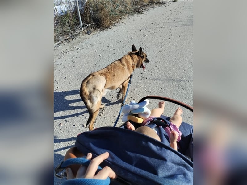 Schäferhund Mix MADDOX (4 Jahre) sucht eine Familie!