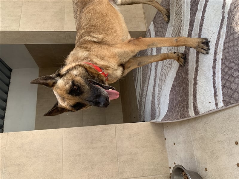 Schäferhund Mix MADDOX (4 Jahre) sucht eine Familie!
