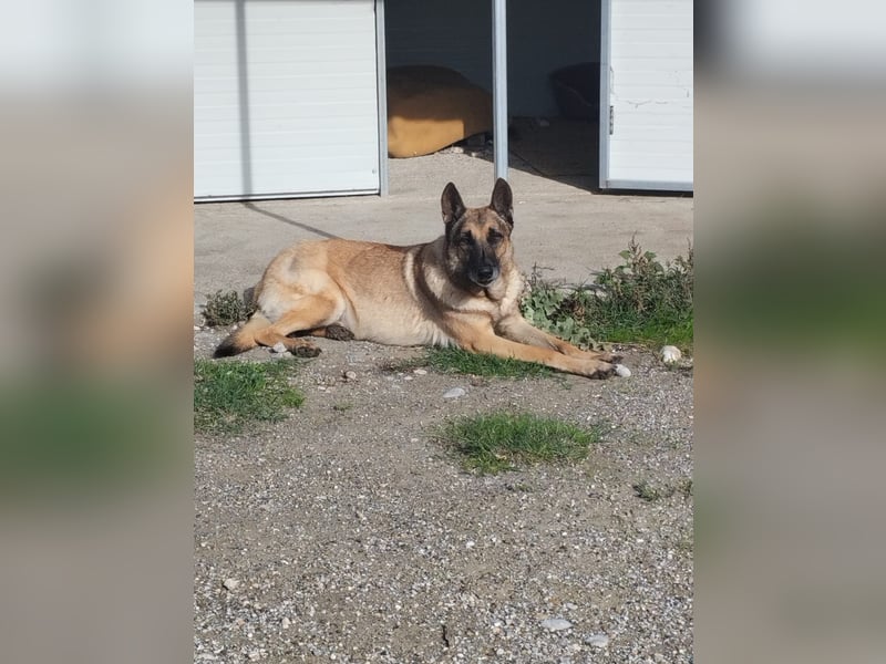 Schäferhund Mix MADDOX (4 Jahre) sucht eine Familie!