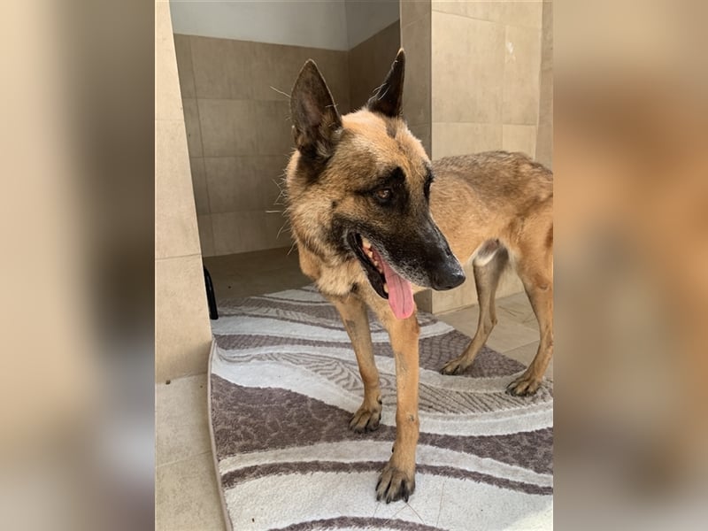Schäferhund Mix MADDOX (4 Jahre) sucht eine Familie!
