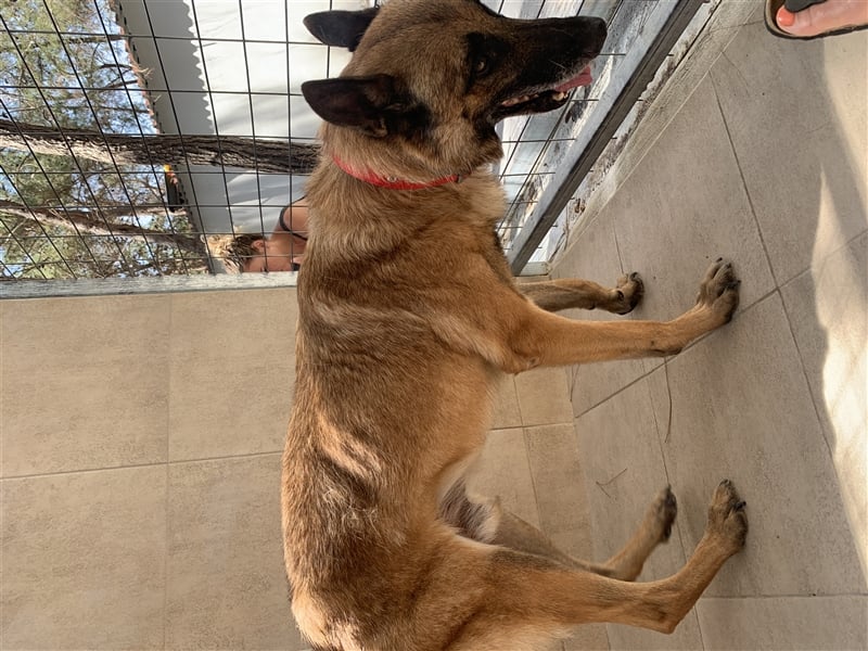 Schäferhund Mix MADDOX (4 Jahre) sucht eine Familie!