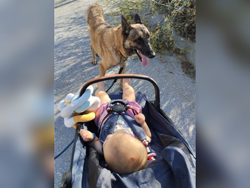 Schäferhund Mix MADDOX (4 Jahre) sucht eine Familie!