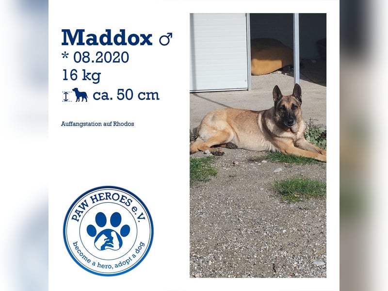 Schäferhund Mix MADDOX (4 Jahre) sucht eine Familie!
