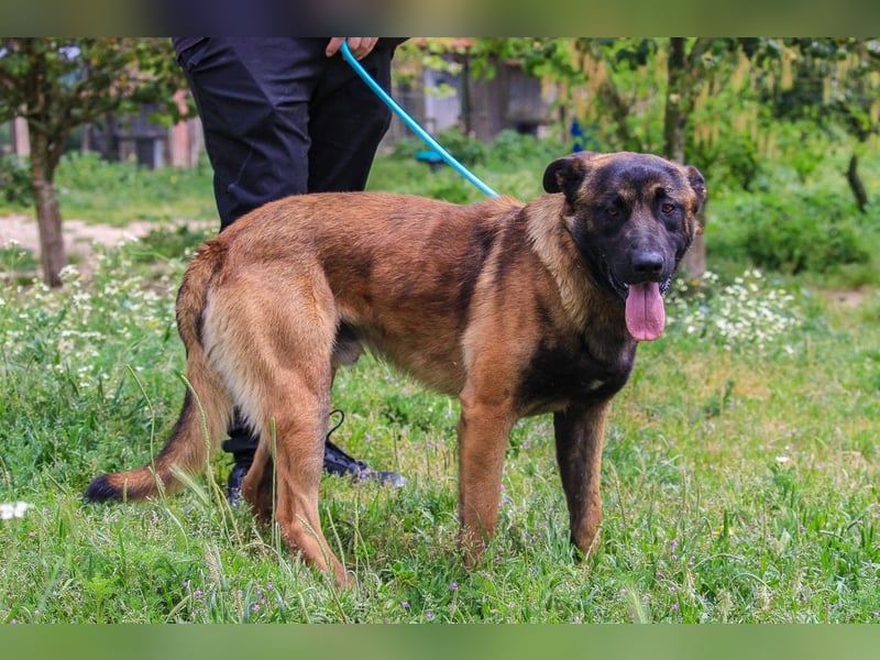Woody, Mix Belgischer Schäferhund / Malinois