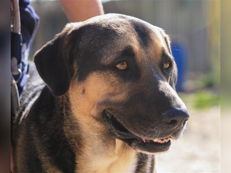 Louis, Schäferhund-Mix, lieb und verträglich