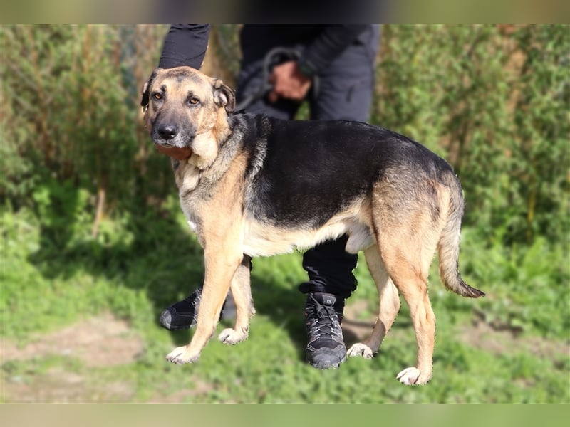 Louis, Schäferhund-Mix, lieb und verträglich