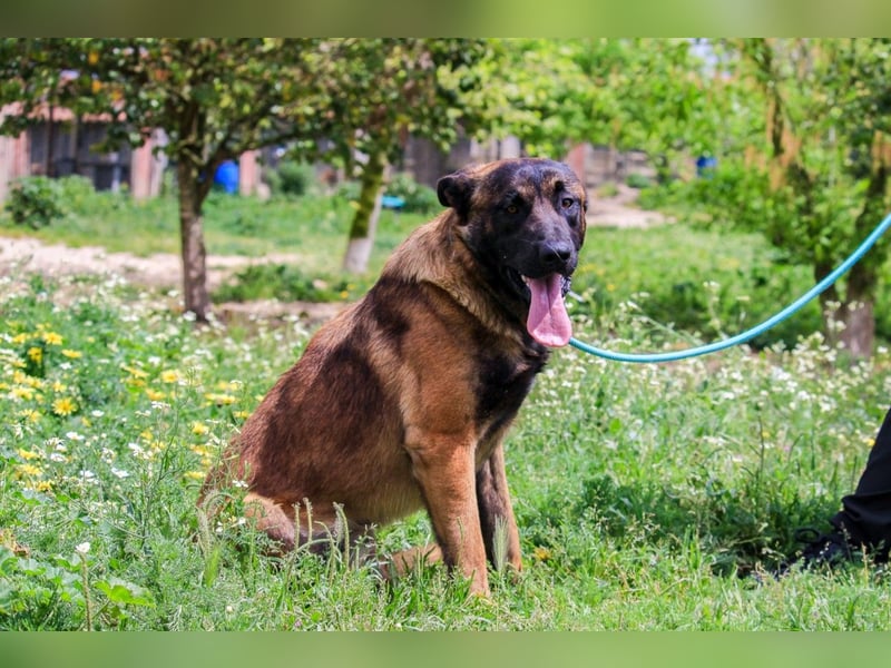 Woody, Mix Belgischer Schäferhund / Malinois