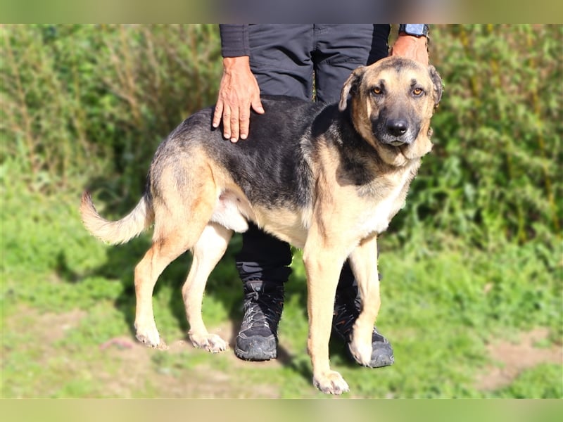 Louis, Schäferhund-Mix, lieb und verträglich