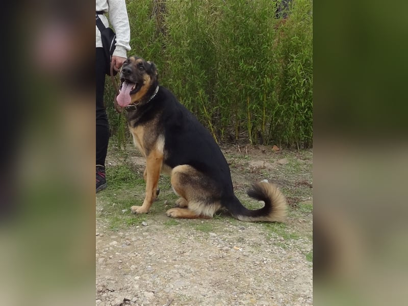 Max, Schäferhund-Mix, lieb und verträglich