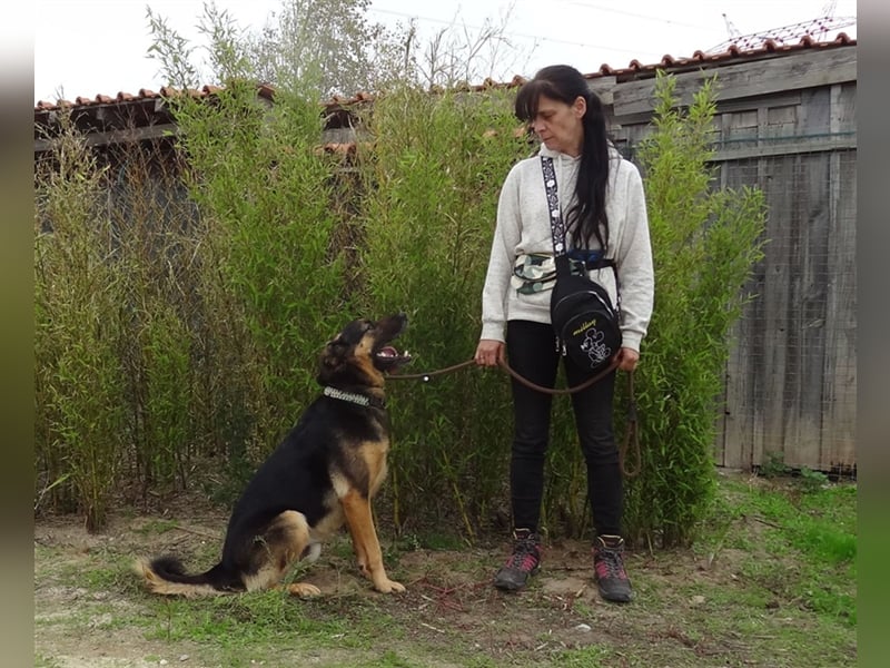 Max, Schäferhund-Mix, lieb und verträglich