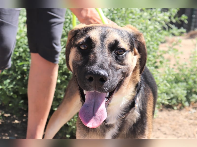 Krümel, Schäferhund-Mix , lieb und verträglich