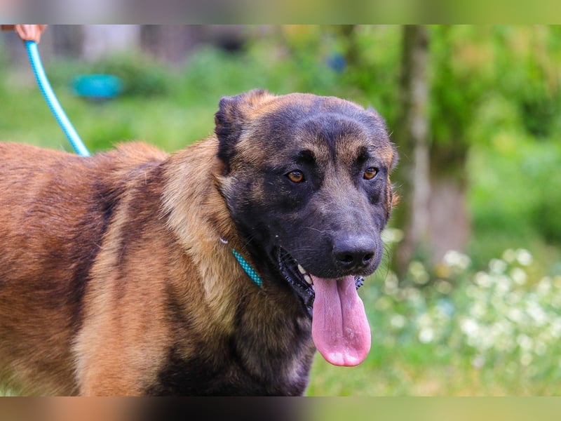 Woody, Mix Belgischer Schäferhund / Malinois