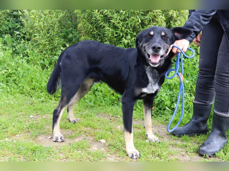 Tiago  - Schäferhund-Mix, lieb und verträglich
