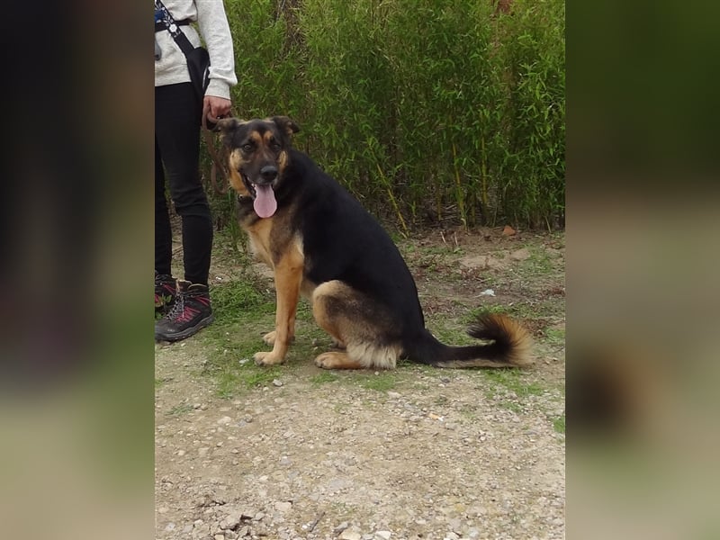 Max, Schäferhund-Mix, lieb und verträglich