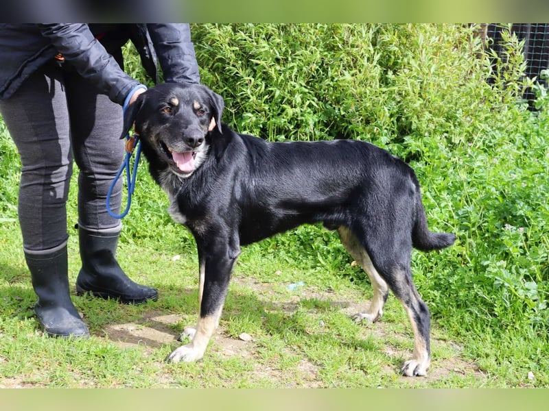 Tiago  - Schäferhund-Mix, lieb und verträglich