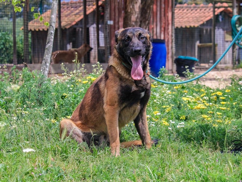 Woody, Mix Belgischer Schäferhund / Malinois