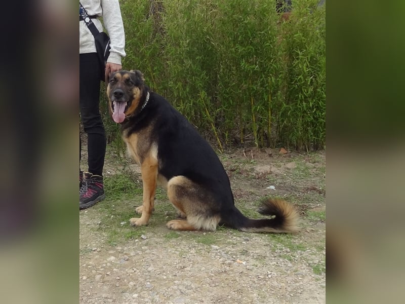 Max, Schäferhund-Mix, lieb und verträglich