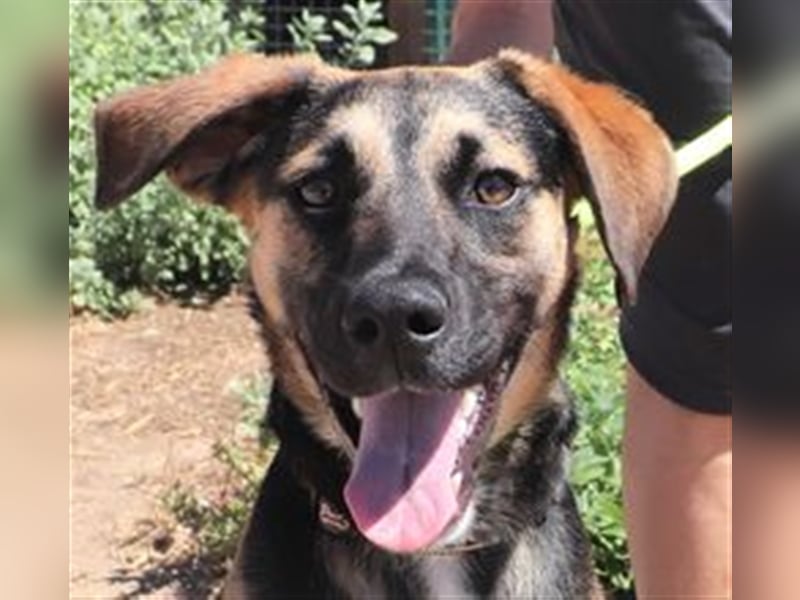 Krümel, Schäferhund-Mix , lieb und verträglich