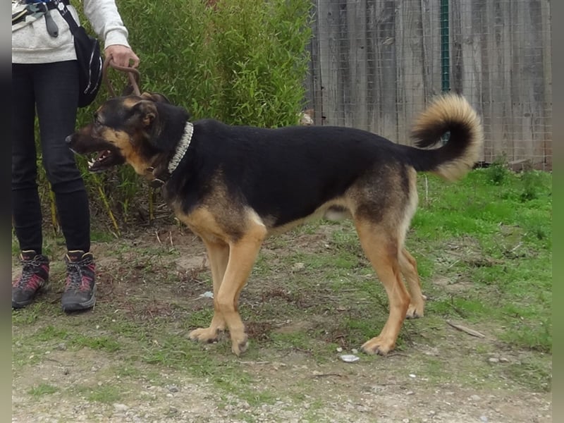 Max, Schäferhund-Mix, lieb und verträglich