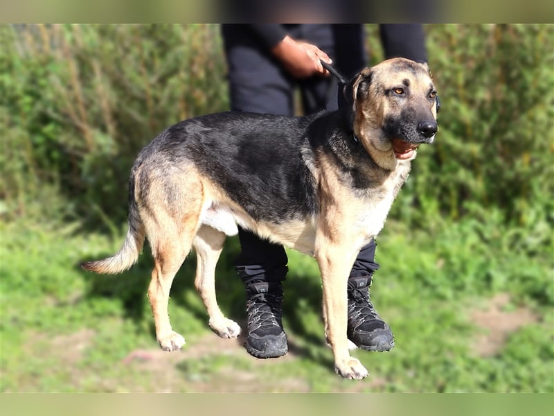 Louis, Schäferhund-Mix, lieb und verträglich