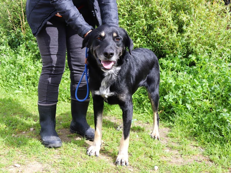 Tiago  - Schäferhund-Mix, lieb und verträglich