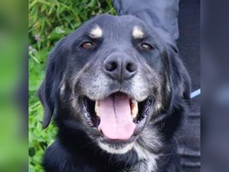 Tiago  - Schäferhund-Mix, lieb und verträglich