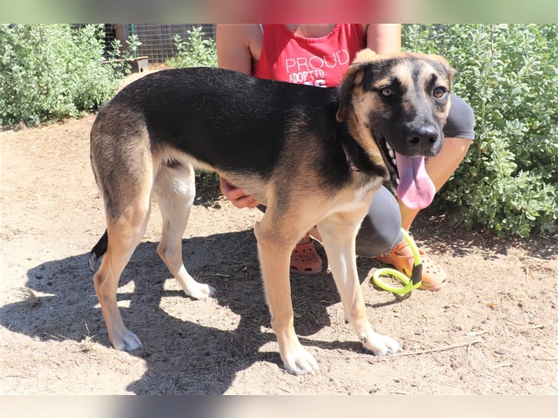 Krümel, Schäferhund-Mix , lieb und verträglich