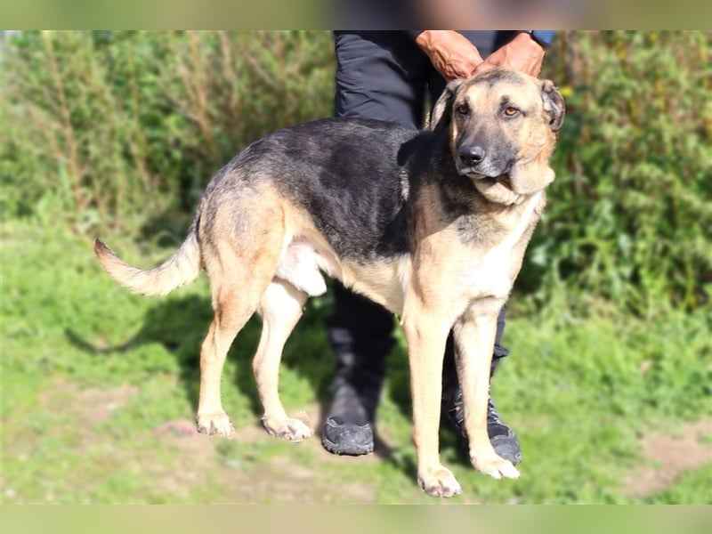 Louis, Schäferhund-Mix, lieb und verträglich