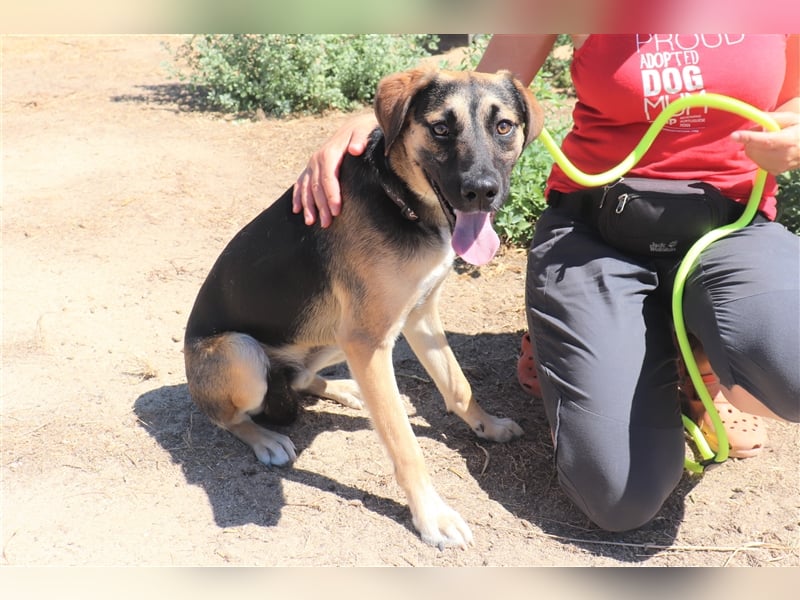 Krümel, Schäferhund-Mix , lieb und verträglich