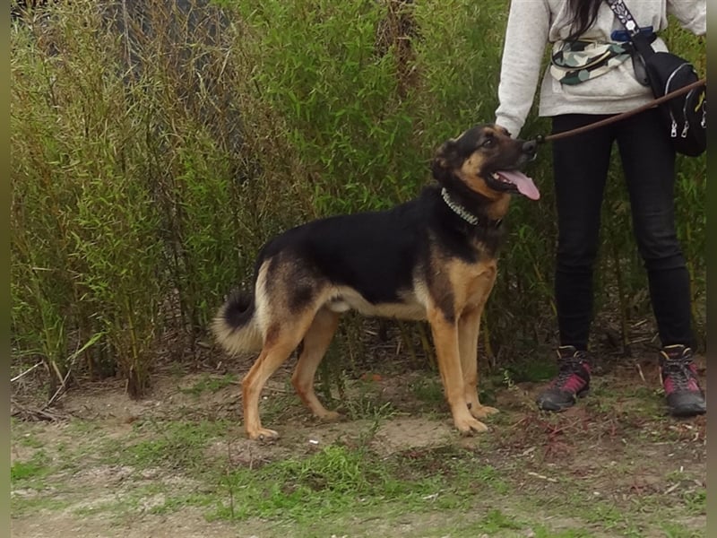 Max, Schäferhund-Mix, lieb und verträglich