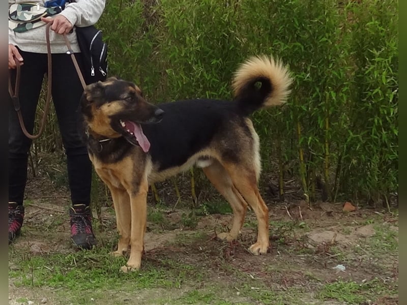 Max, Schäferhund-Mix, lieb und verträglich