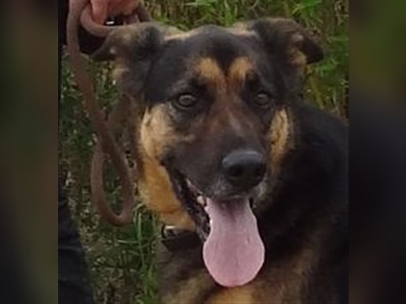 Max, Schäferhund-Mix, lieb und verträglich