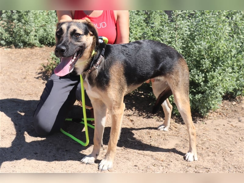 Krümel, Schäferhund-Mix , lieb und verträglich