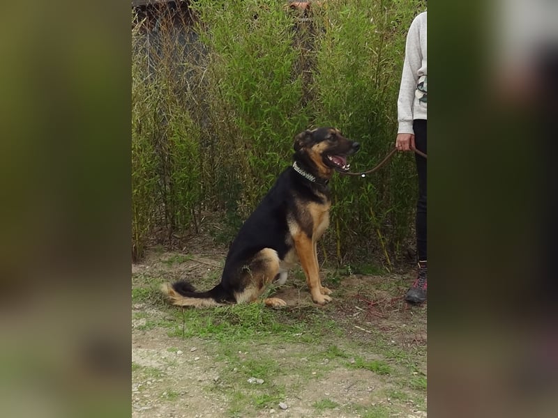 Max, Schäferhund-Mix, lieb und verträglich