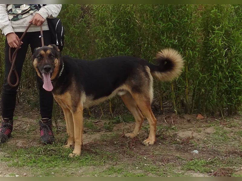 Max, Schäferhund-Mix, lieb und verträglich