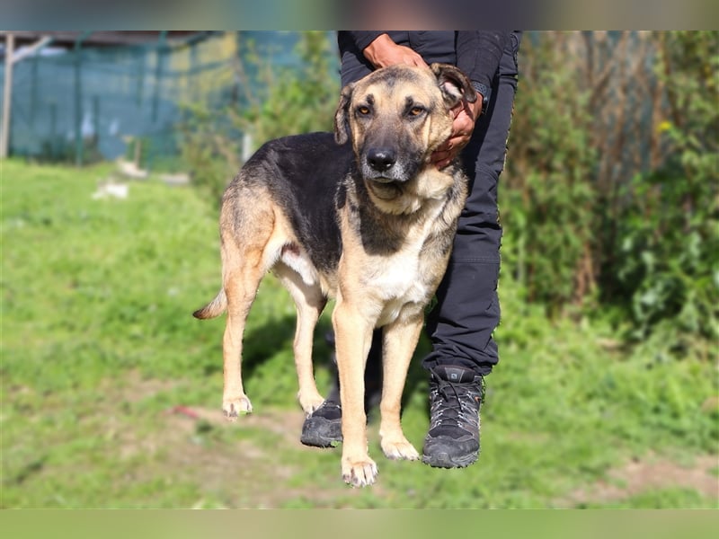 Louis, Schäferhund-Mix, lieb und verträglich