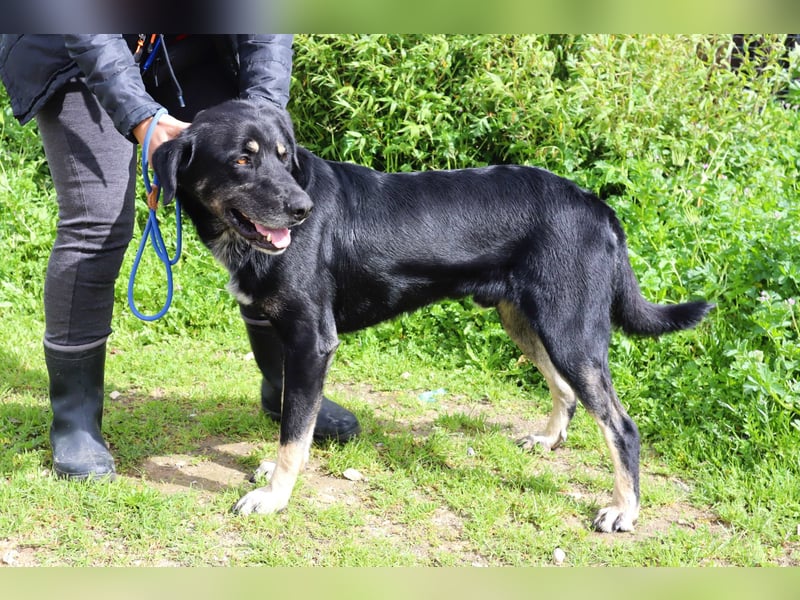 Tiago  - Schäferhund-Mix, lieb und verträglich