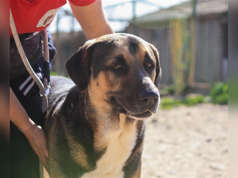 Louis, Schäferhund-Mix, lieb und verträglich