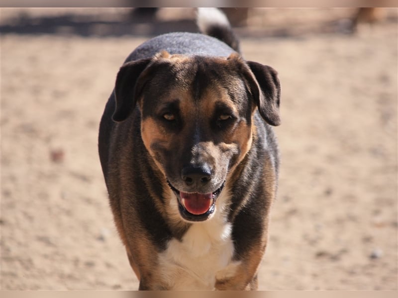 Louis, Schäferhund-Mix, lieb und verträglich