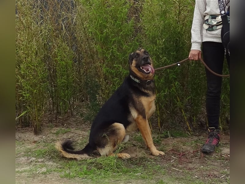 Max, Schäferhund-Mix, lieb und verträglich