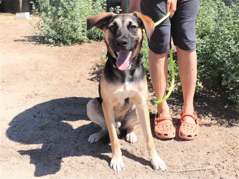 Krümel, Schäferhund-Mix , lieb und verträglich