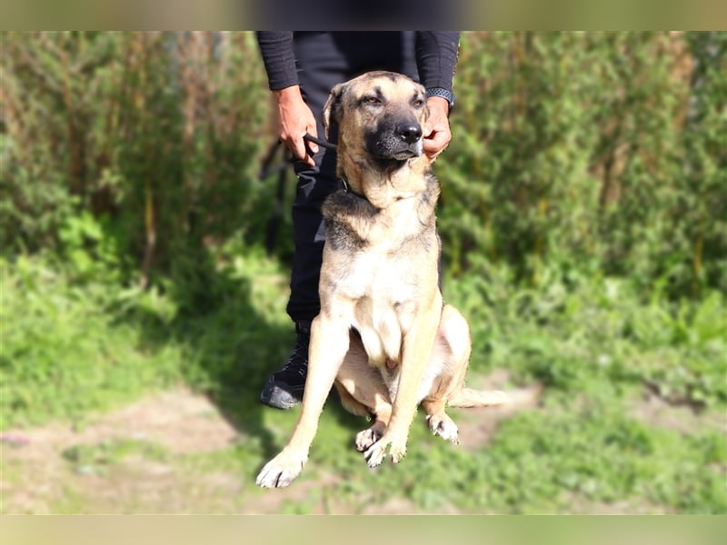 Louis, Schäferhund-Mix, lieb und verträglich