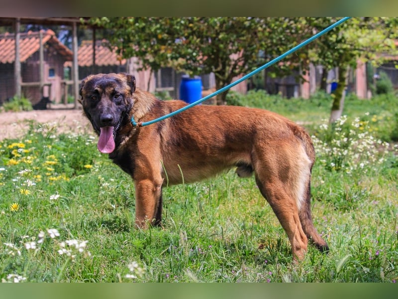 Woody, Mix Belgischer Schäferhund / Malinois
