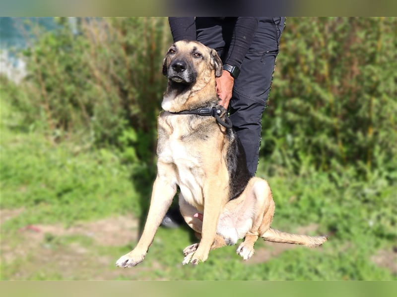 Louis, Schäferhund-Mix, lieb und verträglich