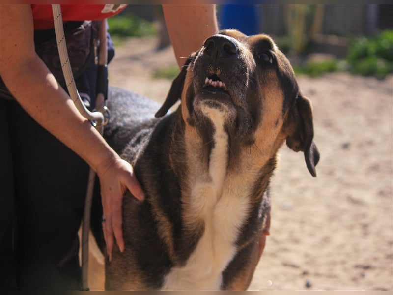 Louis, Schäferhund-Mix, lieb und verträglich