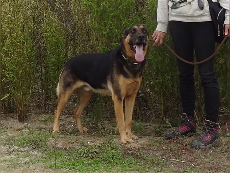 Max, Schäferhund-Mix, lieb und verträglich