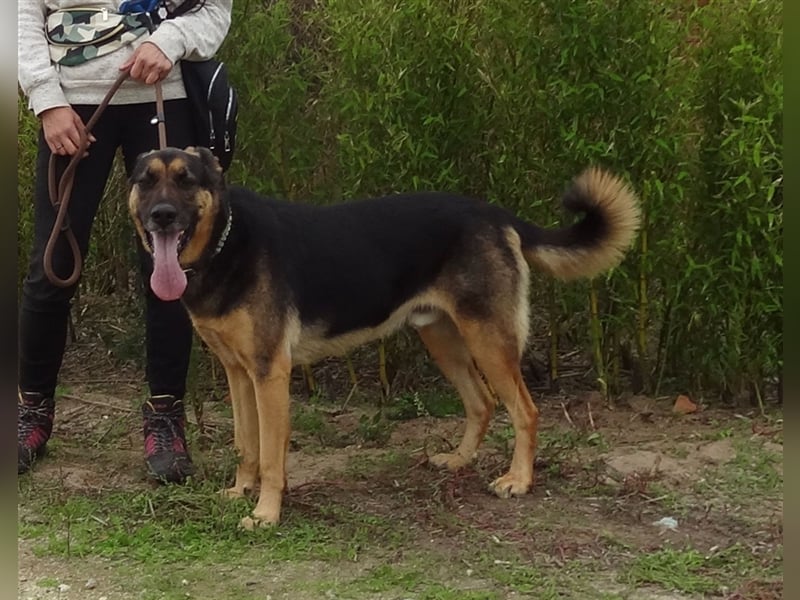 Max, Schäferhund-Mix, lieb und verträglich