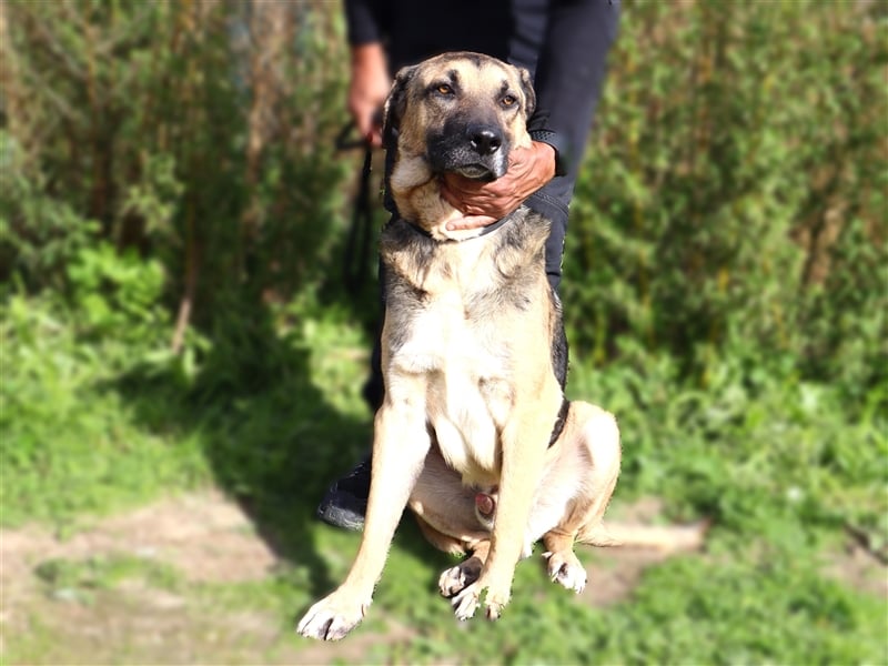 Louis, Schäferhund-Mix, lieb und verträglich